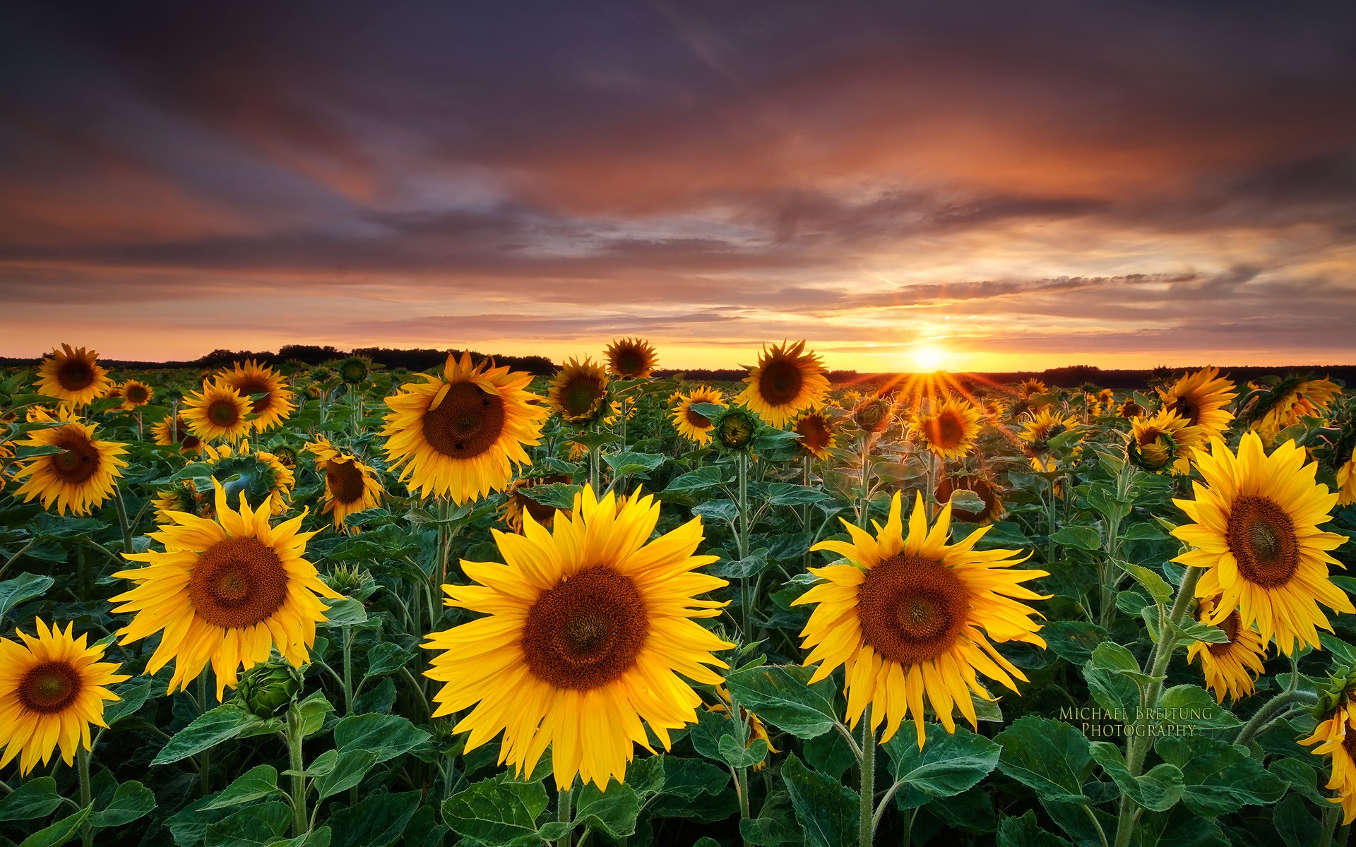 sunflowers
